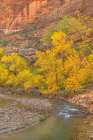 Fall color along the Virgin River-Zion National Park-Utah Art Print